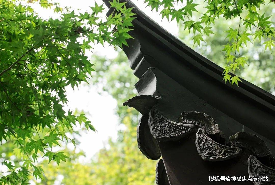 研究发现观鸟有助改善心理健康