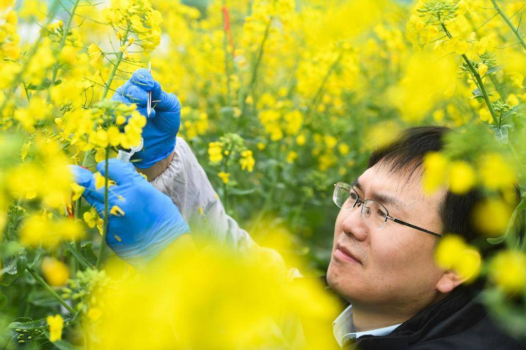 我国高含油量油菜育种取得新突破