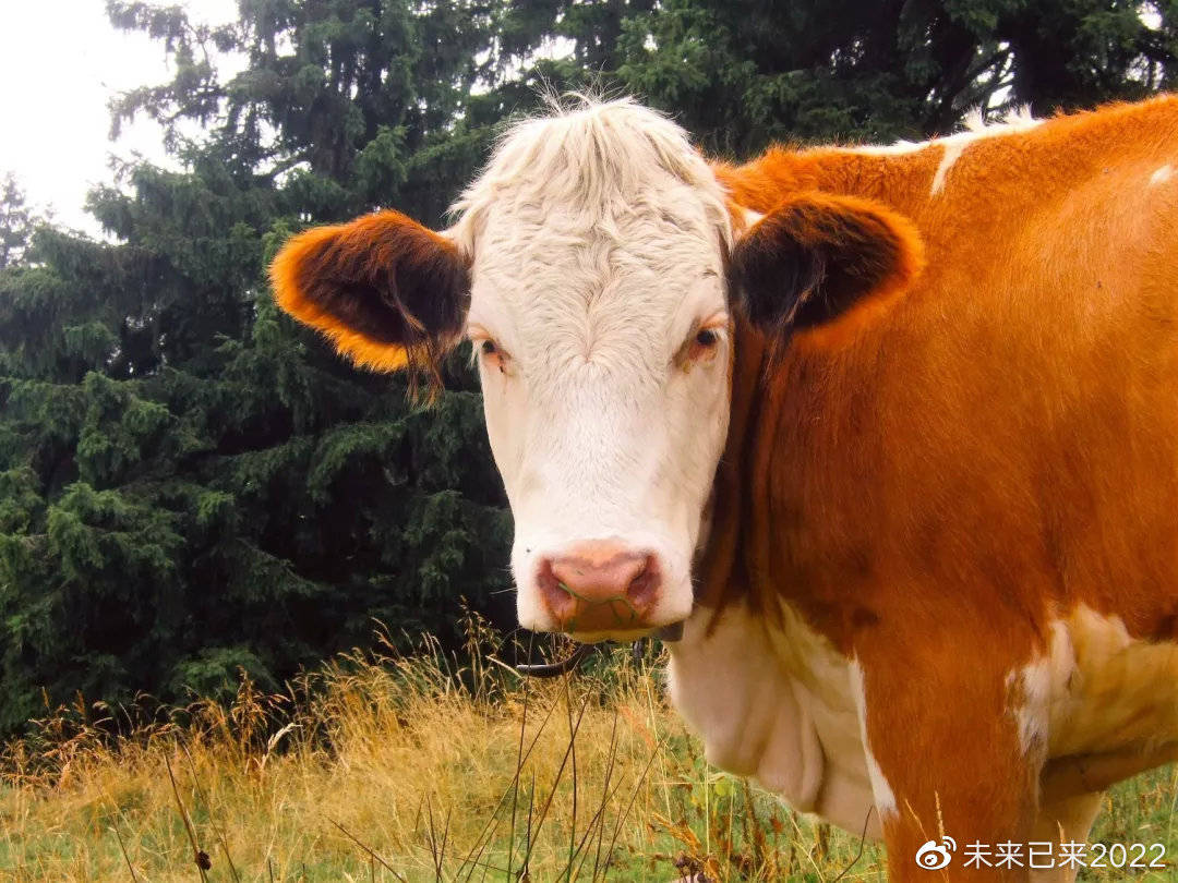 人保服务,人保财险 _全国牛肉价格连续下降 牛肉行业市场供需及未来发展预测