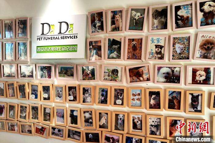 宠物殡葬服务行业发展现状、竞争格局及未来发展趋势与前景分析_人保伴您前行,人保护你周全