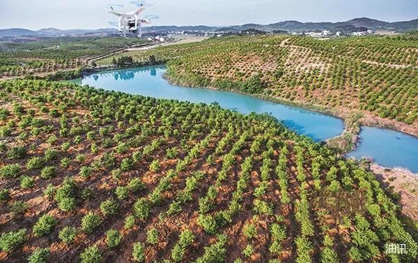 保险有温度,人保财险政银保 _油茶产业现状分析、前景趋势研究分析