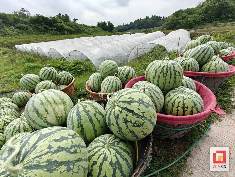 西瓜价格一天三涨 中国西瓜行业市场调查分析及发展前景展望_人保车险   品牌优势——快速了解燃油汽车车险,人保车险