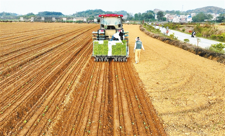 中国农科院良种良技助力油菜增产