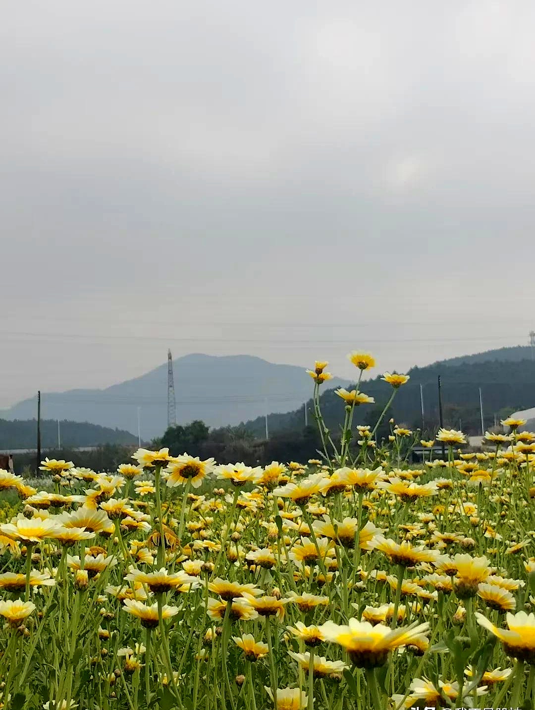 5月8日山东墨龙涨停：油服，页岩气，山东国企改革概念热股
