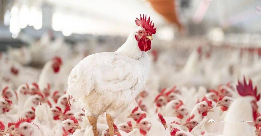 民和股份:5月商品代鸡苗销售收入同比增长0.65%