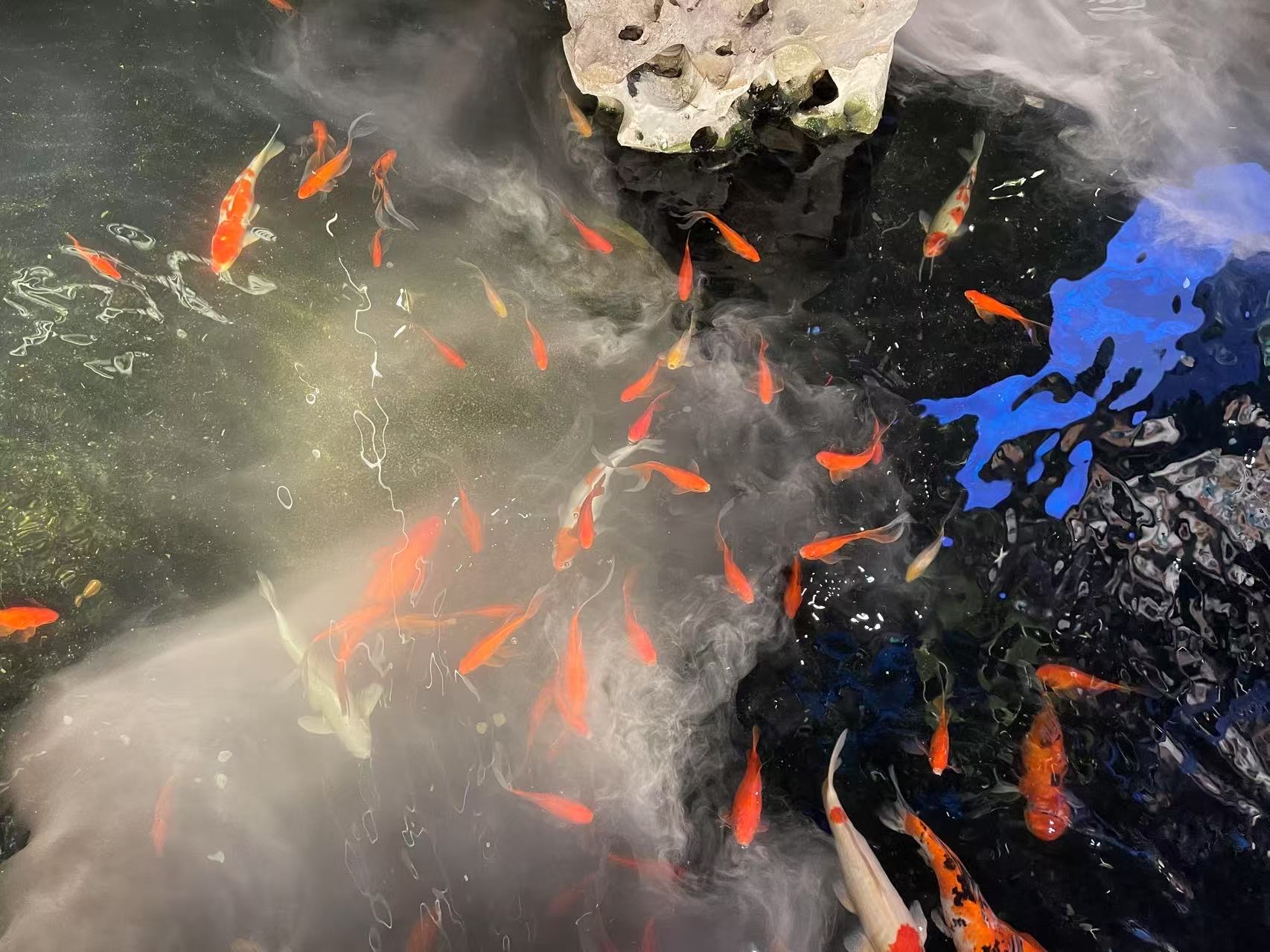 产业一线丨一条锦鲤卖了37万！这里的观光游要排两个多月