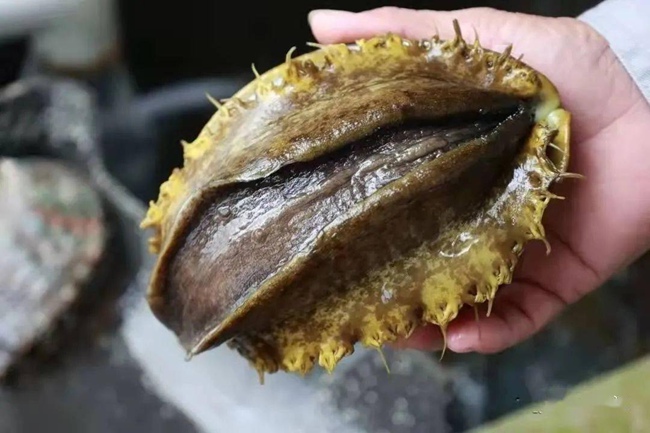 海欣食品获得发明专利授权：“一种水产品浮冰输送线”