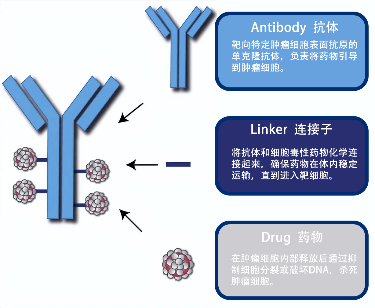 药石科技：构建ADC药物领域全流程服务体系