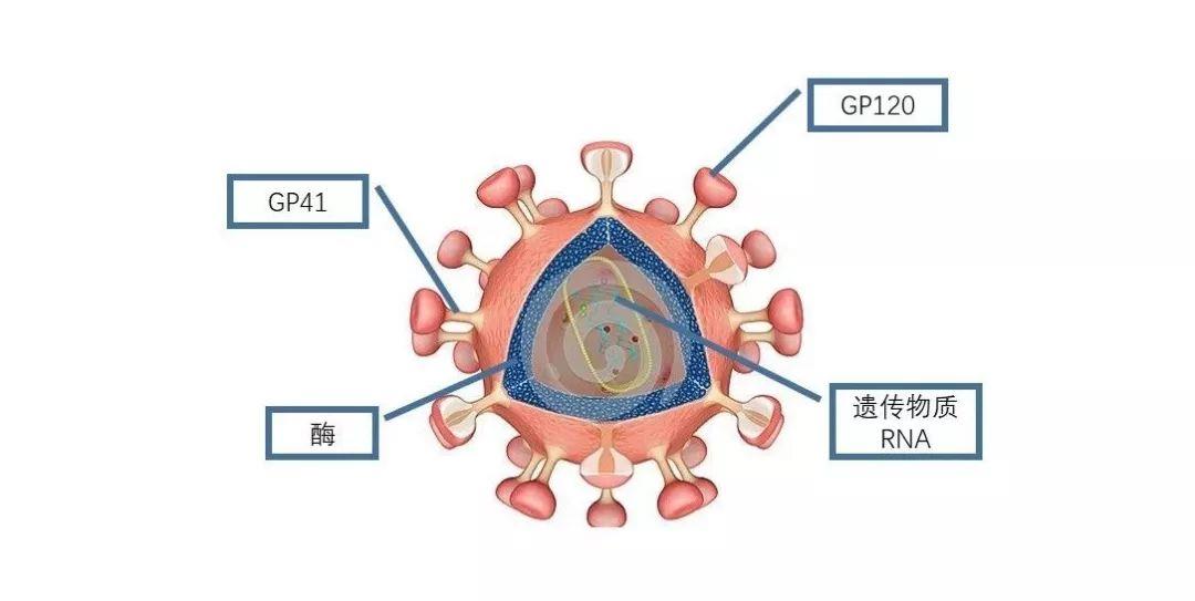 国家抗HIV耐药研究新规发布 艾迪药业深度参与