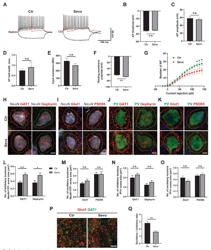 研究说一种趋化因子有望用于优化人造血液生产