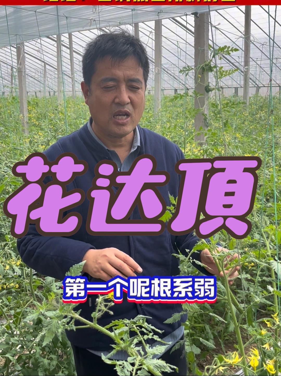 产业一线丨一台机器顶80人！“慧”种番茄这么多门道