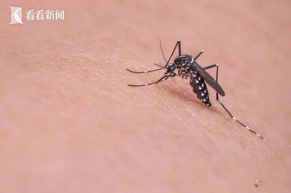 广东今年累计报告4824例基孔肯雅热本地病例 均为轻症