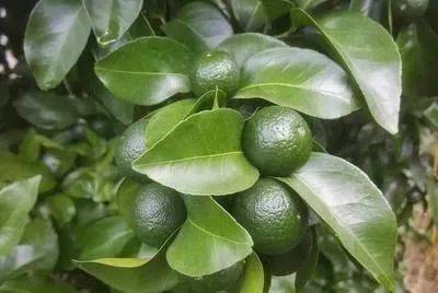 植物通过“危险信号”察觉寄生线虫
