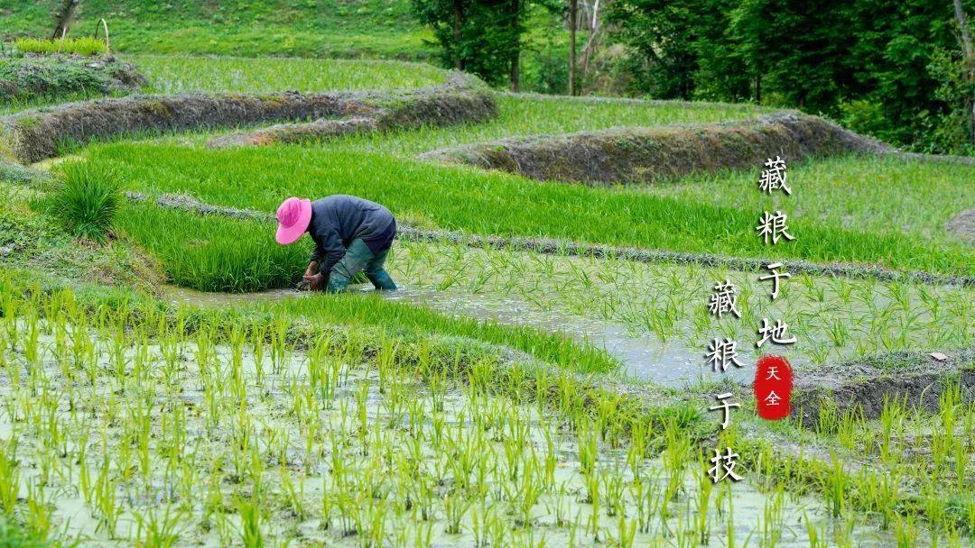 人保服务,拥有“如意行”驾乘险，出行更顺畅！_2025年种植业：藏粮于地、藏粮于技