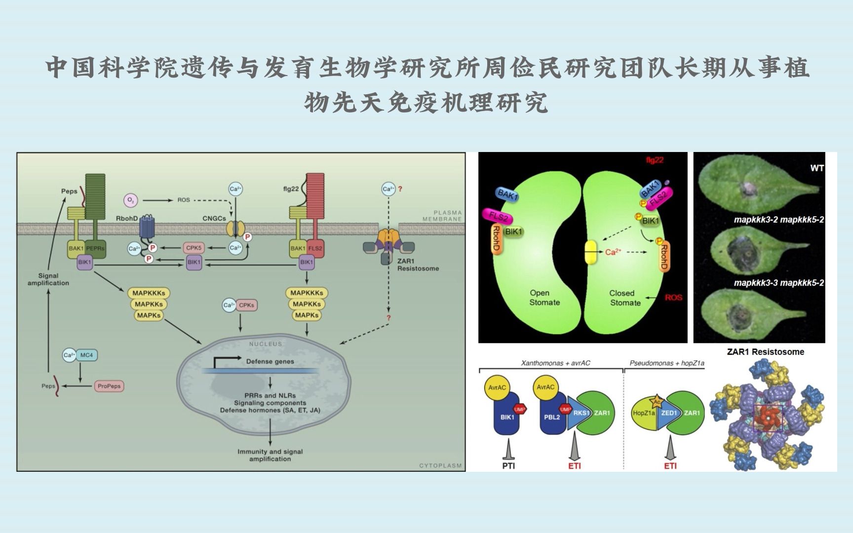 新研究发现植物叶片性状与火灾风险有关联