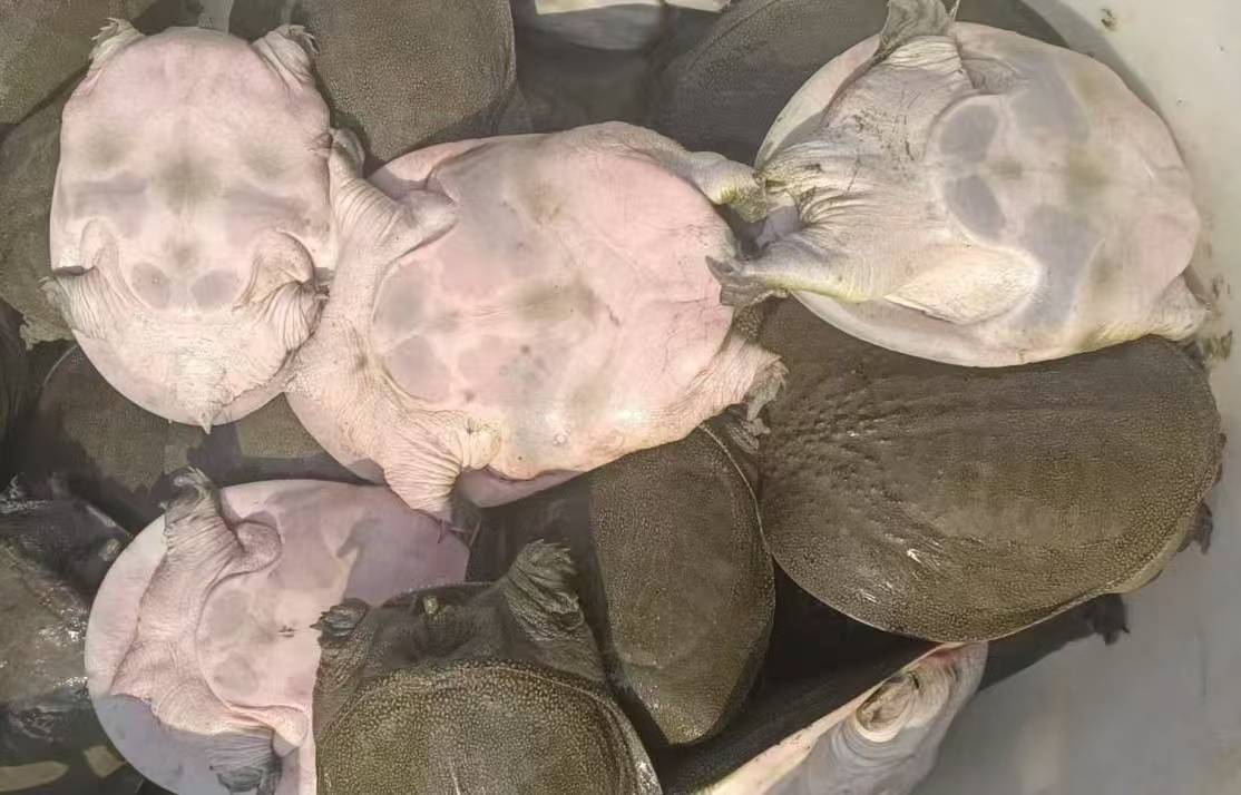 龟鳖养殖行业现状与发展趋势分析2025_人保车险 品牌优势——快速了解燃油汽车车险,人保护你周全