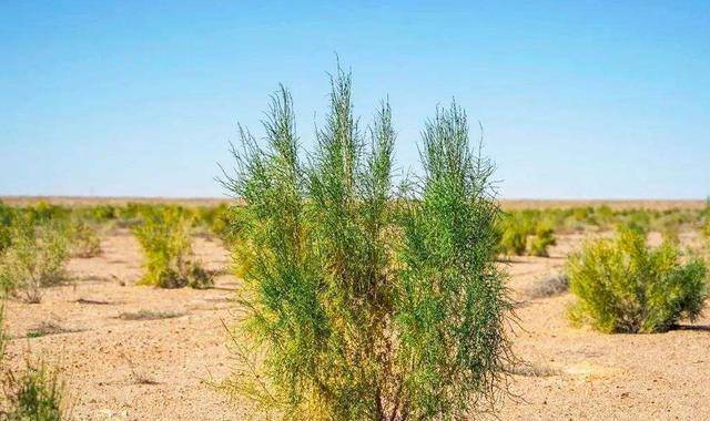 蚂蚁森林9年种下6.19亿棵树,蚂蚁集团为种树已累计协议捐资超45亿元