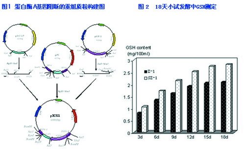 安琪酵母获得发明专利授权：“一种具有降低嘌呤功能的菌株及其应用”