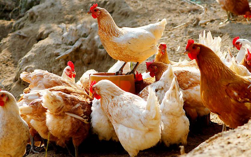 益生股份：公司10月父母代种鸡雏鸡报价为52元/套