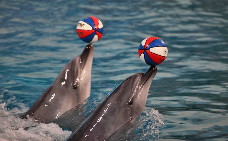 追踪设备记录到赫氏海豚在水下一系列“杂技”动作