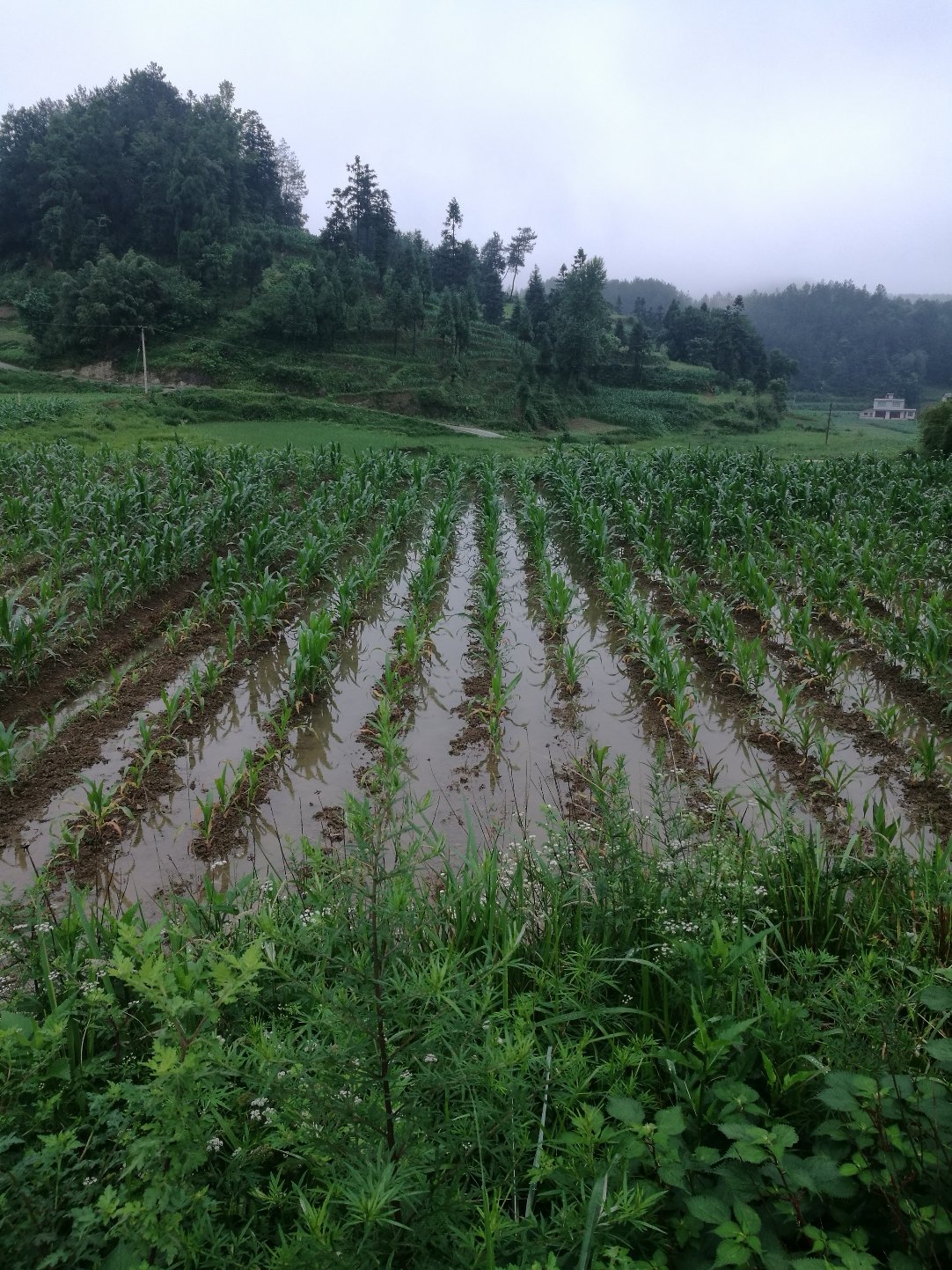 企业在仁怀投资建厂遭强行接管？ 贵州遵义：有关问题提级调查