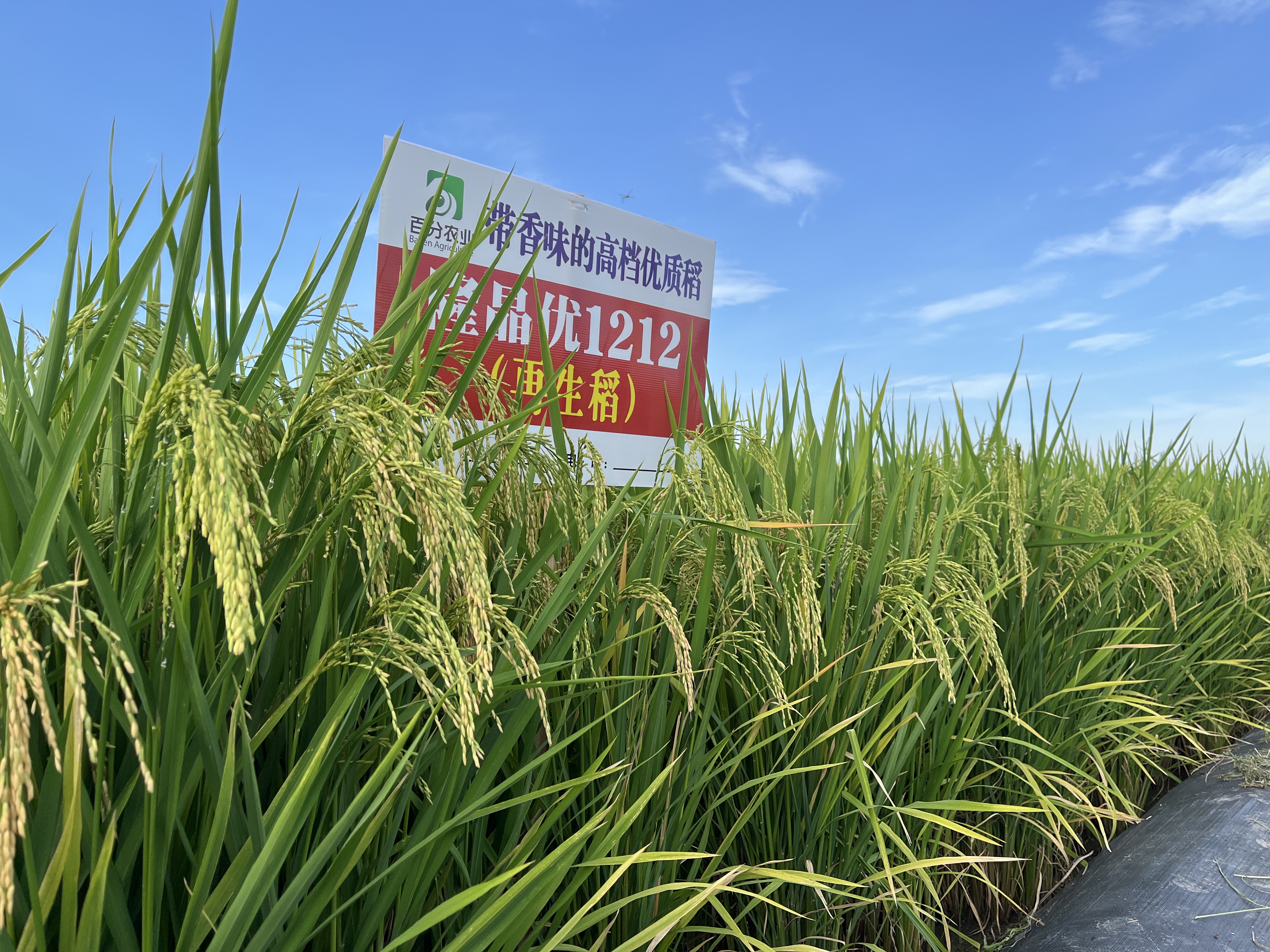 隆平高科：子公司联创种业拟增资扩股引入战略投资者