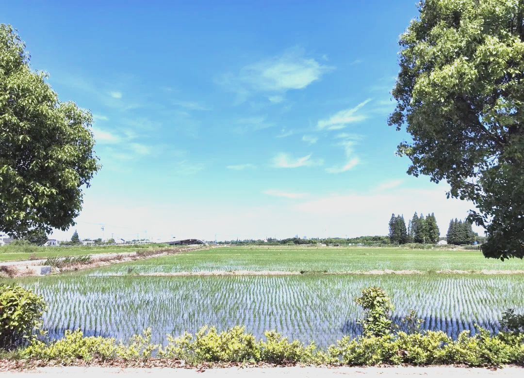 天津港东疆港区“海水稻”开镰 3000平方米盐碱地稻田迎丰收