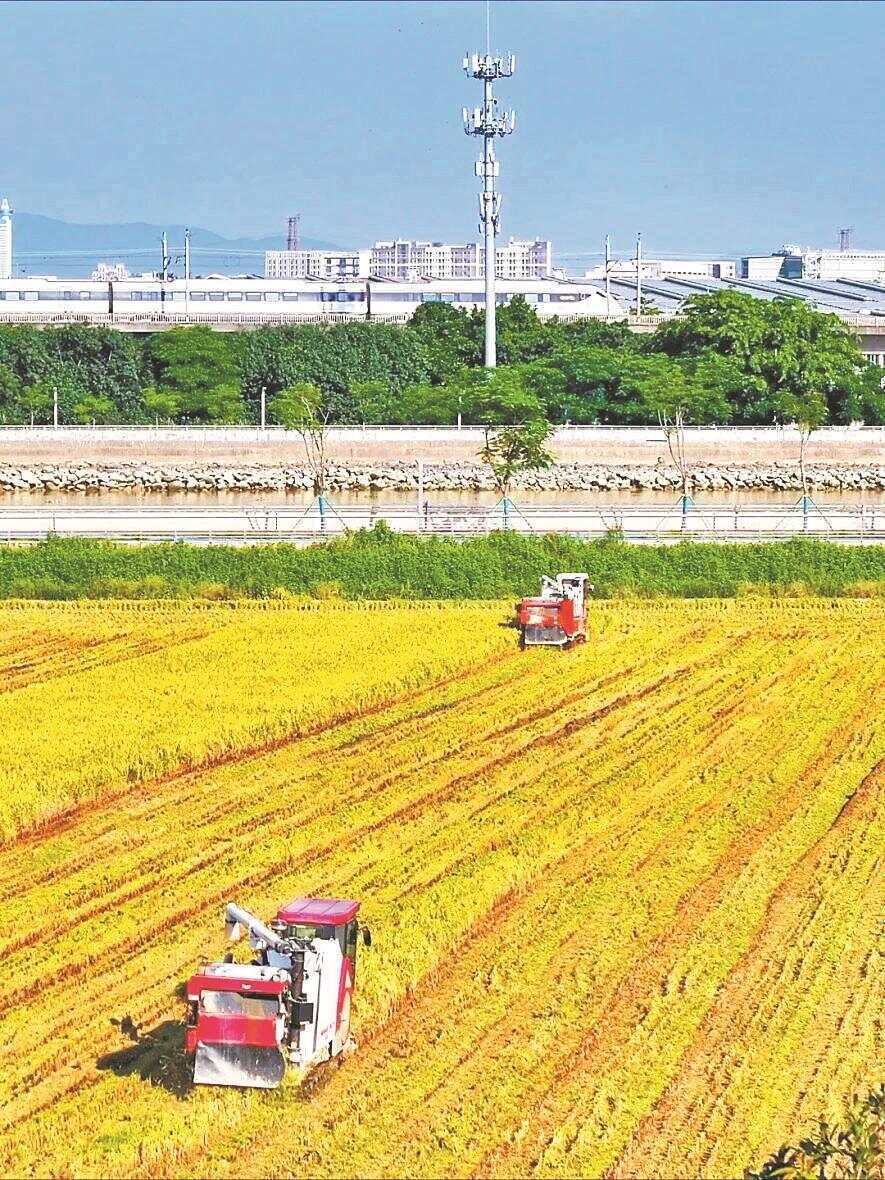 天津港东疆港区“海水稻”开镰 3000平方米盐碱地稻田迎丰收