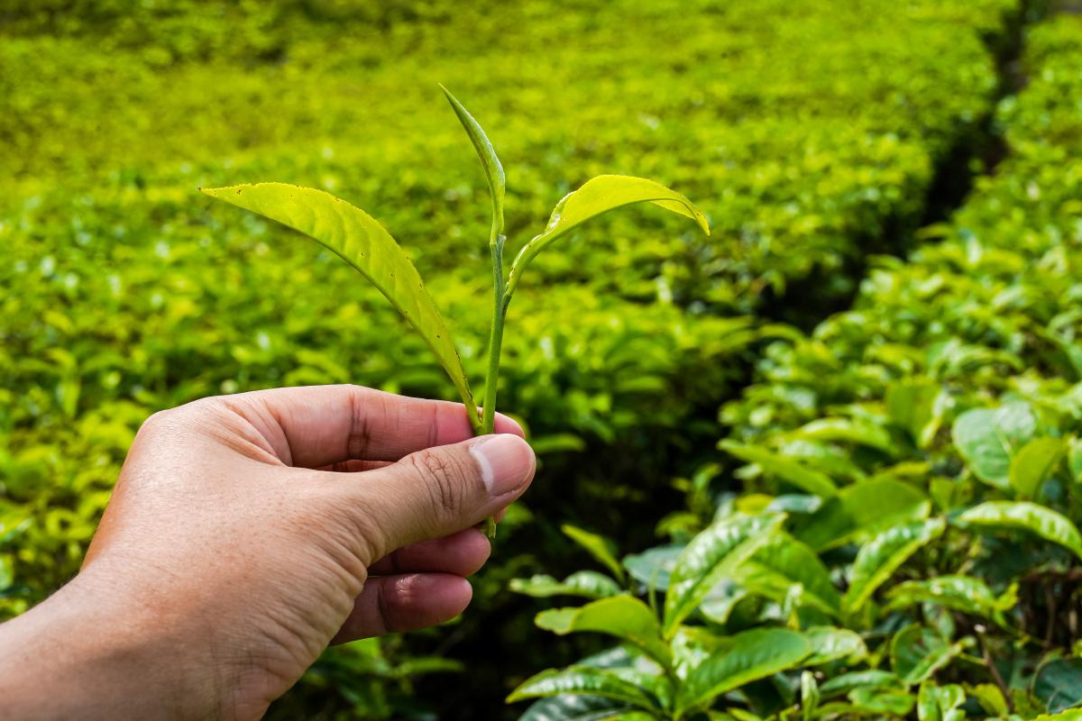 五 粮 液:公司未涉及茶叶相关业务