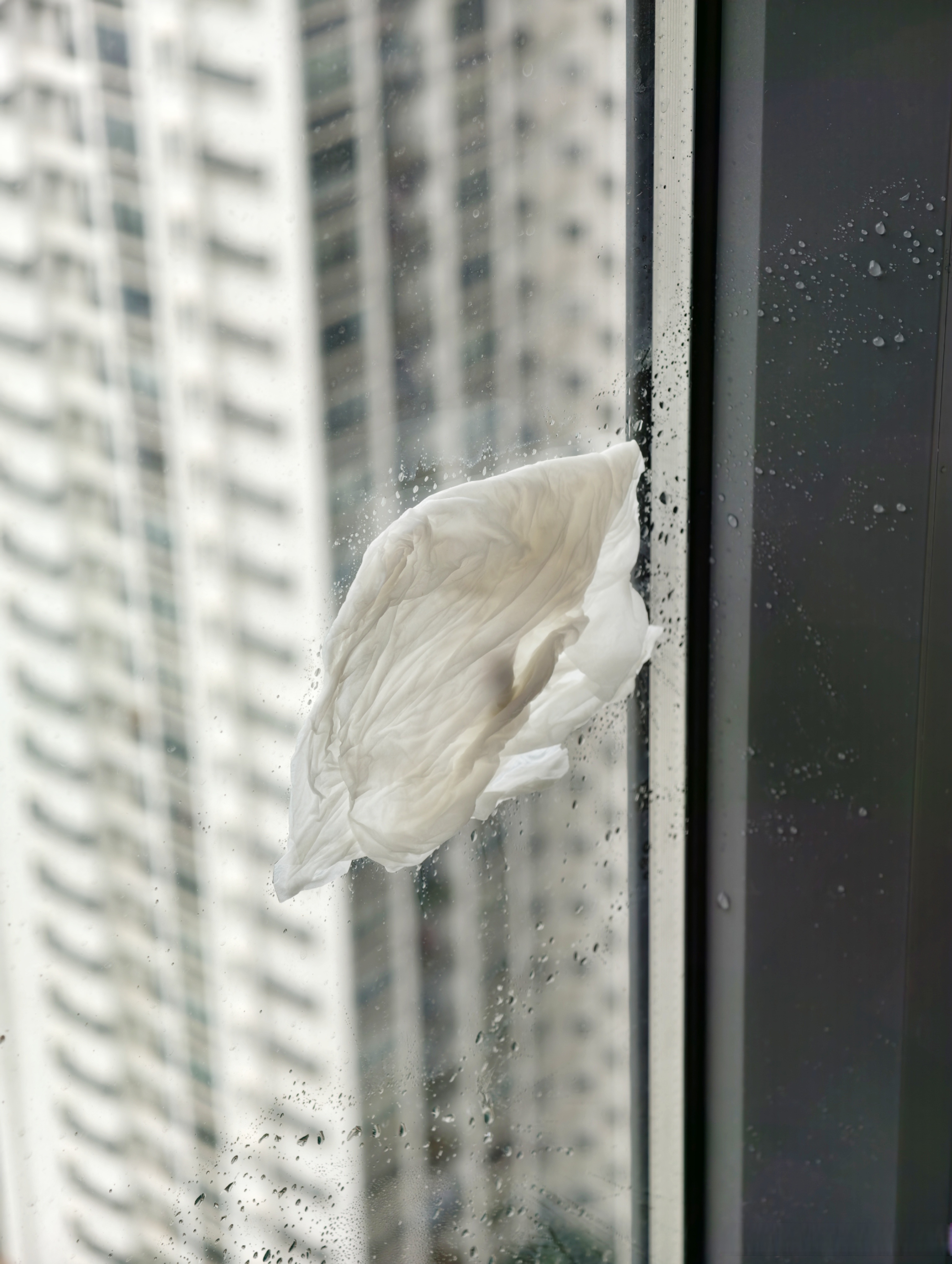 研究发现大黄蜂间能看见并“传染”好心情