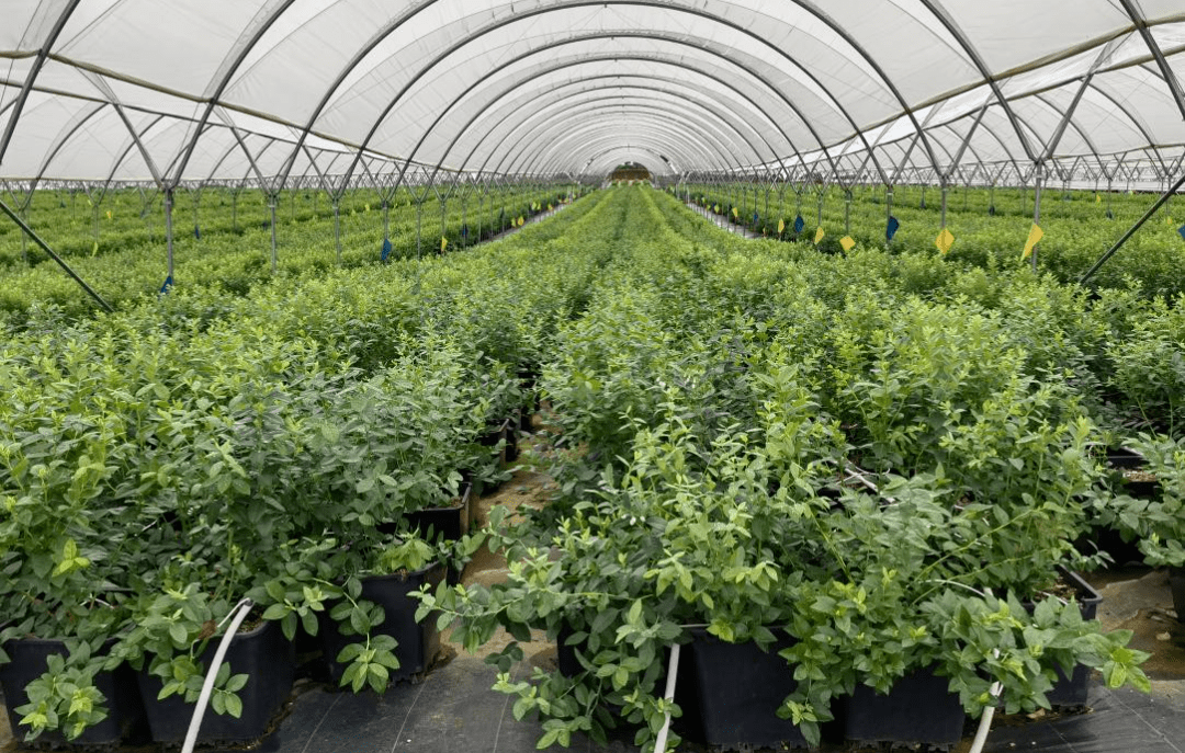 海南产经新观察：“数”说澄迈“产业新生态”