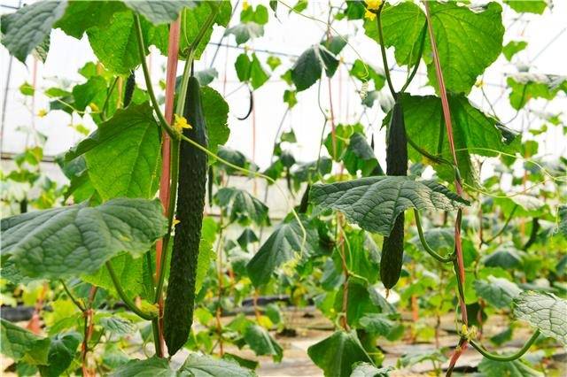 水培黄瓜行业现状与发展趋势分析_人保伴您前行,人保有温度