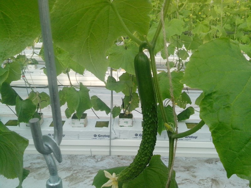 水培黄瓜行业现状与发展趋势分析_人保伴您前行,人保有温度