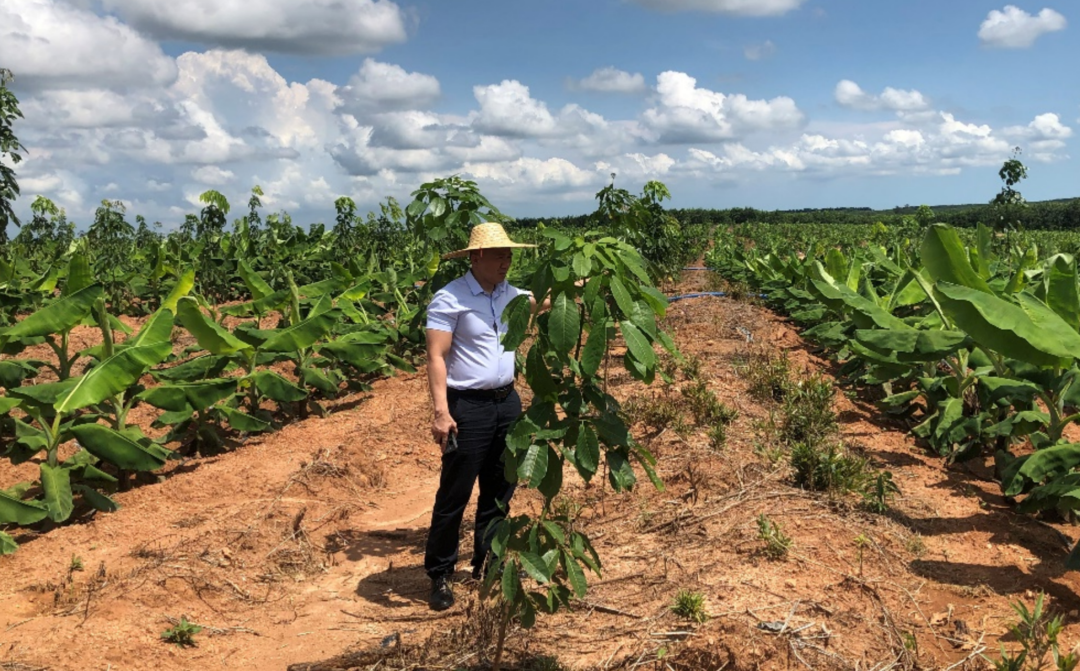 海南橡胶：前三季度亏损2.75亿元