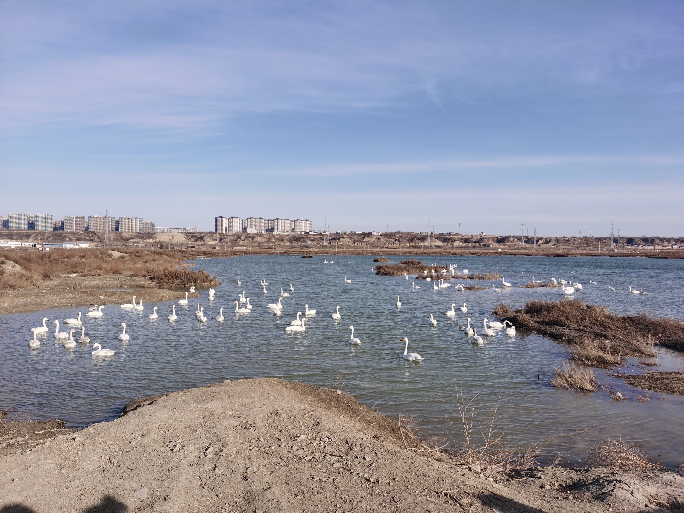 黄河河南开封段迎来越冬天鹅