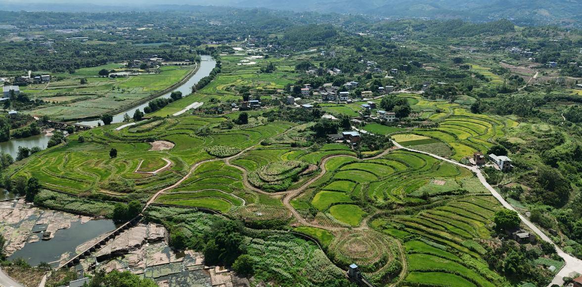 （乡村行・看振兴）一颗糯米薯的“增值之路” ：福建柘荣小特产撬动乡村大产业