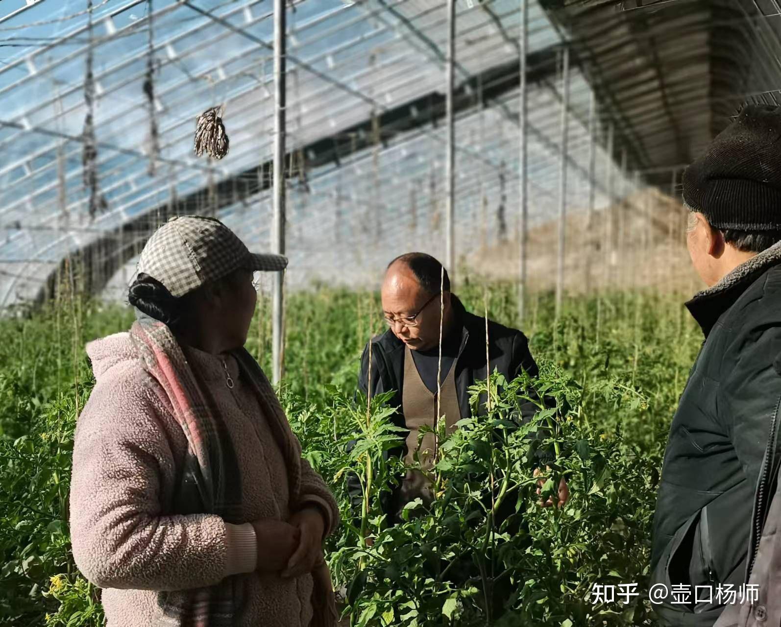 （乡村行 看振兴）“时髦精”头雁的田间革命：用跨界思维打响农业升级战