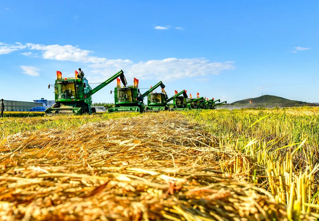 浙江粮食生产有望实现“十连增”
