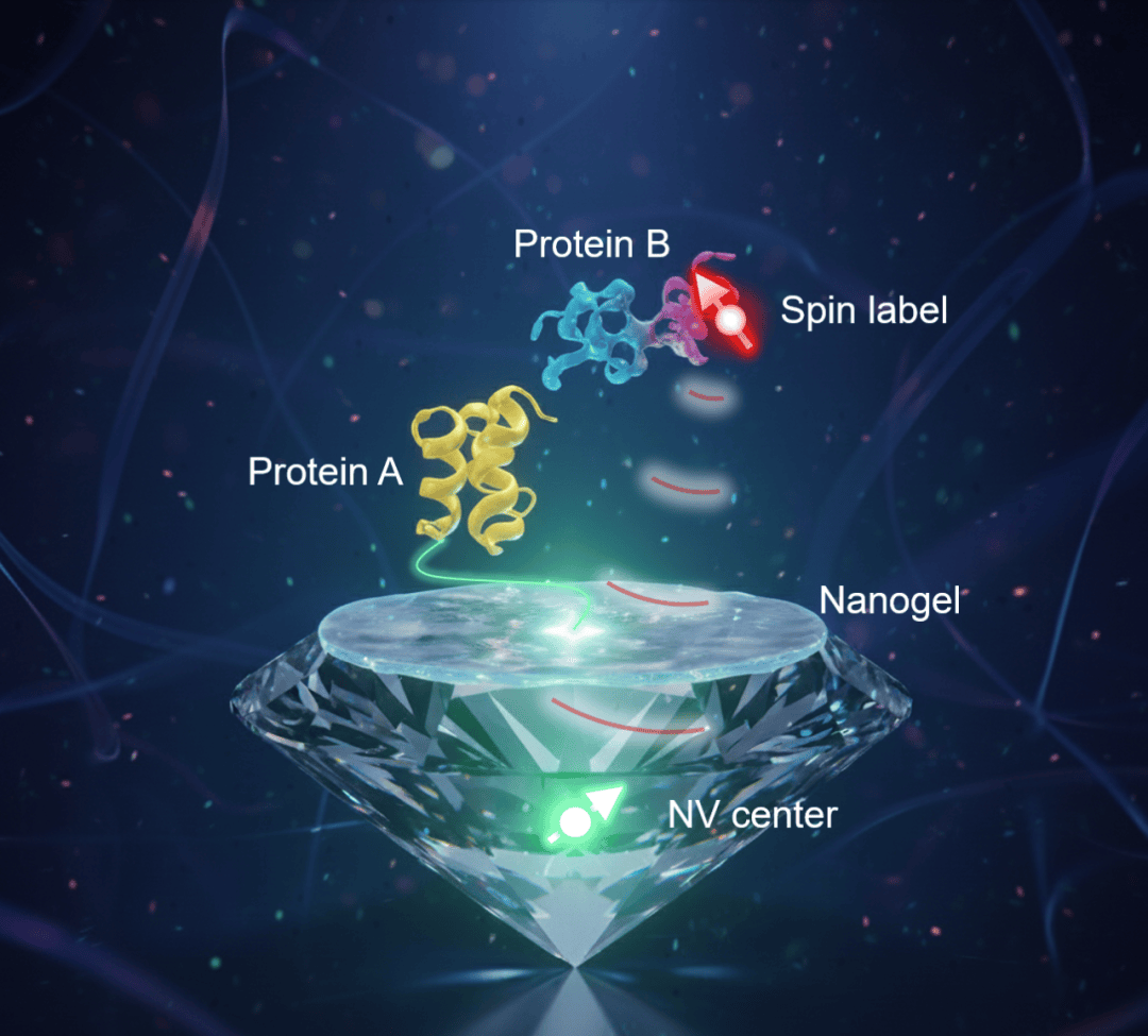 我国科学家实现纠缠增强纳米尺度单自旋量子传感