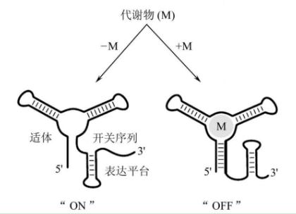 我国科研人员开发检验基因表达“开关”可靠性的数据库