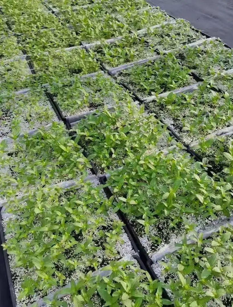 科技让种植规模挣脱人力束缚（念念有余）