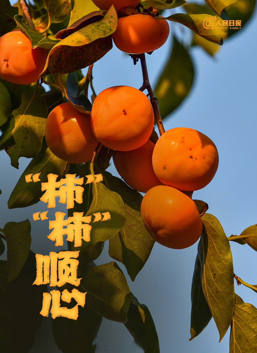 （走进中国乡村）“柿柿如意”增添浙南山村“甜蜜味”