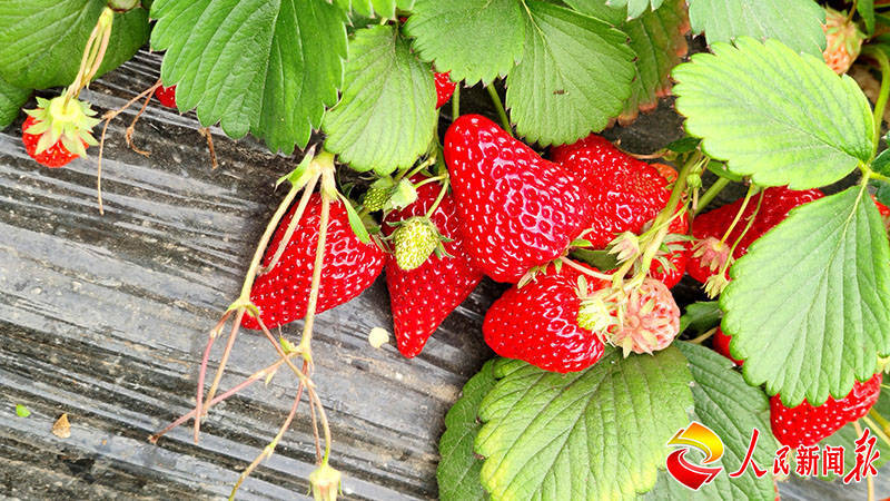 （走进中国乡村）天山脚下冷水鱼“游”出富民路