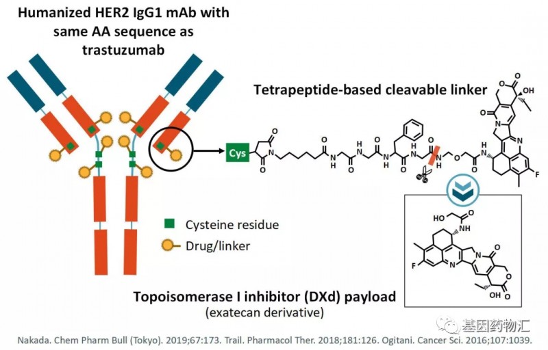 新诺威：控股子公司SYS6040抗体偶联药物临床试验获批