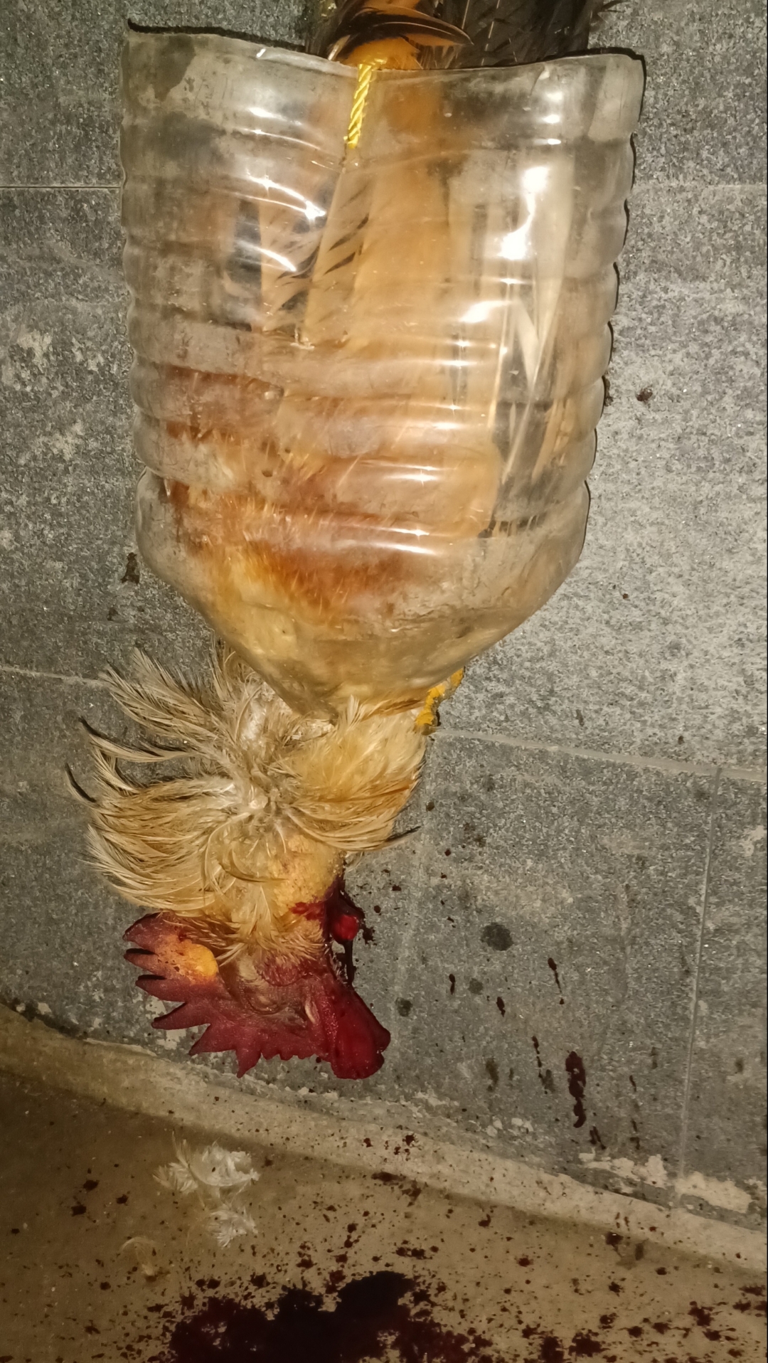 日本茨城县出现禽流感疫情 约97万只鸡将被扑杀