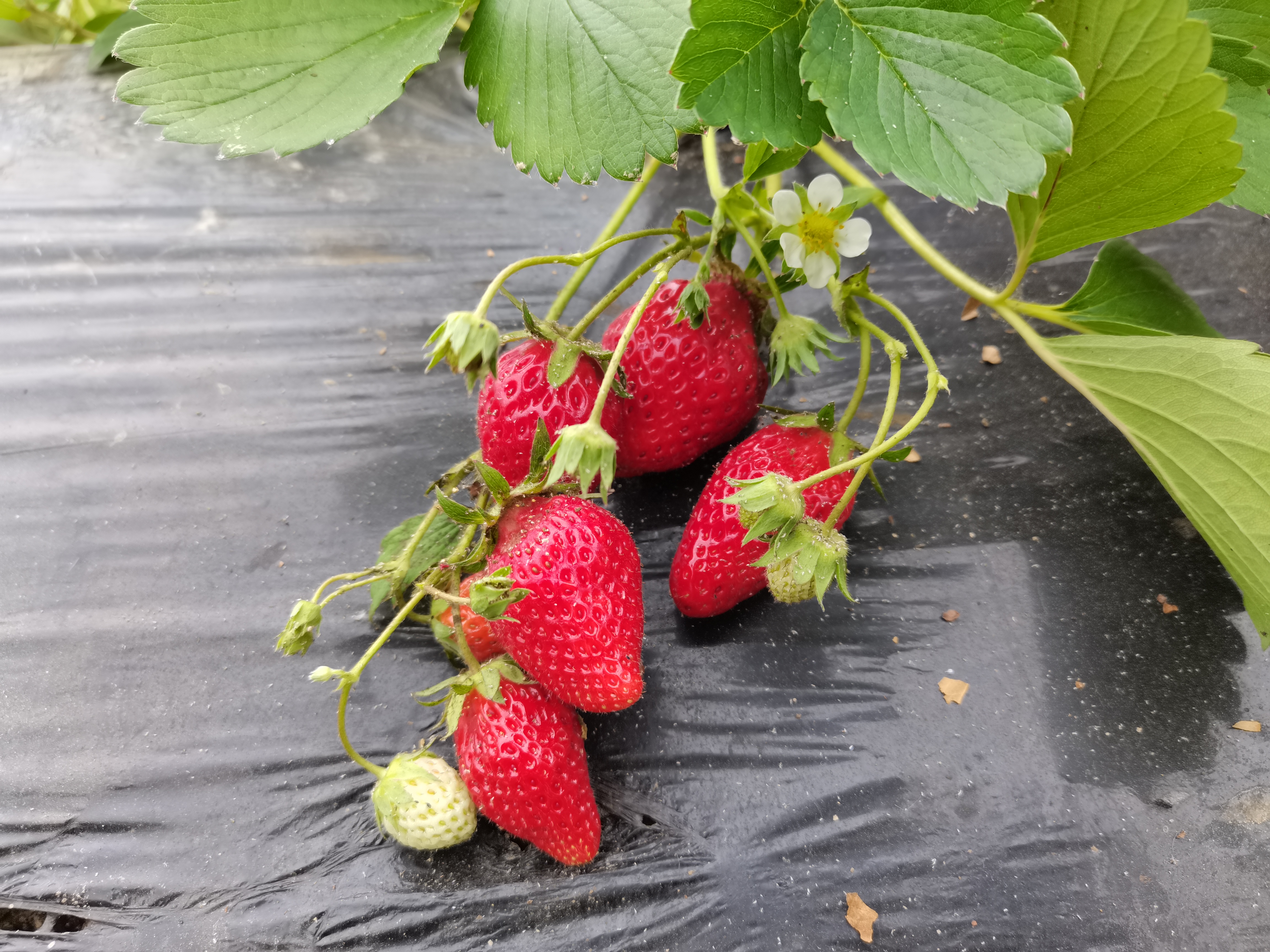 （乡村行・看振兴）广东七星村：草莓喜丰收 “映红”振兴路