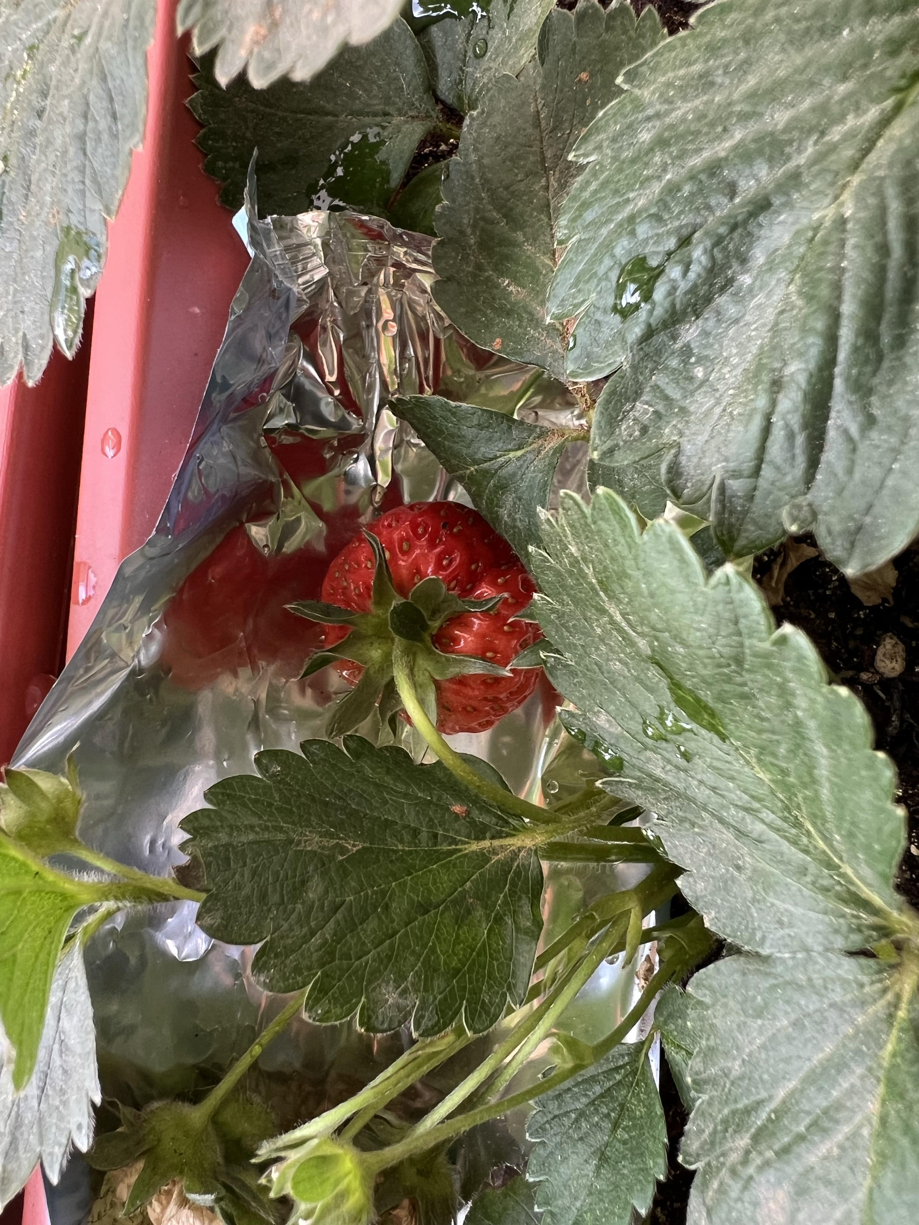 （乡村行・看振兴）广东七星村：草莓喜丰收 “映红”振兴路