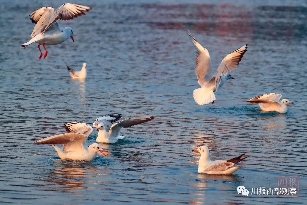 四川生态文明示范创建：新增8地国家级命名 累计数量西部第一