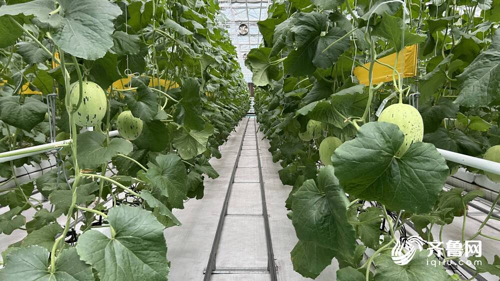 佰惠生（835409）：水发农业集团有限公司拟减持约1.01亿股股份