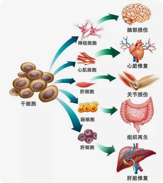 狄耐克与厦门大学医学院签署课题合作协议 开启“阿尔兹海默症”干预领域新研究